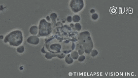 05.gif
